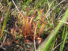 Drosera linearis