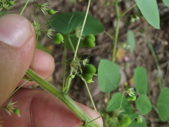 Euphorbia dioscoreoides attenuata