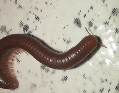 Trigoniulus corallinus