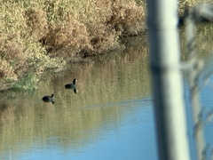 Fulica americana