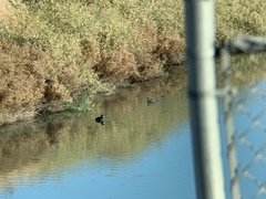 Fulica americana