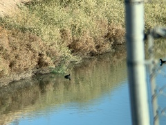 Fulica americana