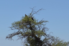 Caracara plancus