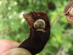 Microlobius foetidus