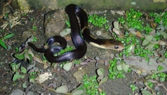 Naja sputatrix