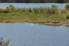 Egretta thula