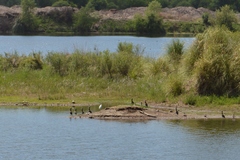 Egretta thula