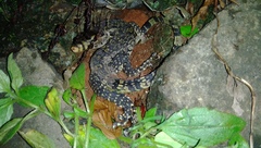 Varanus salvator bivittatus