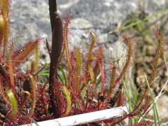 Drosera linearis