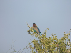 Coracias benghalensis
