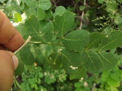 Microlobius foetidus