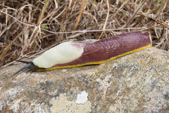 Dendrolimax