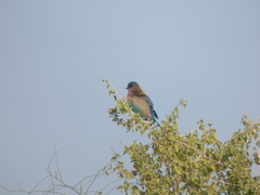 Coracias benghalensis