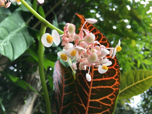 Image of Begonia nelumbiifolia by (c) Adriana García Ramírez, some rights reserved (CC BY)