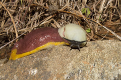 Dendrolimax