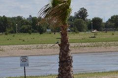 Tyrannus savana
