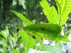 Paracycnotrachelus chinensis