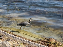 Egretta tricolor image