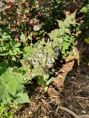 Salvia desoleana