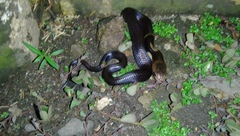 Naja sputatrix