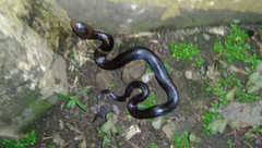 Naja sputatrix