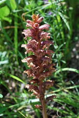 Orobanche alsatica