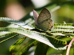 Hypolycaena nilgirica