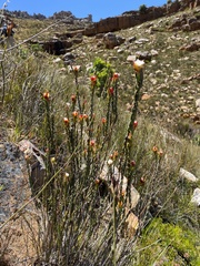 Lachnaea naviculifolia