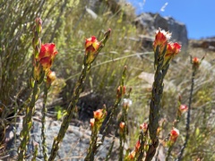 Lachnaea naviculifolia