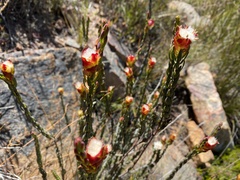 Lachnaea naviculifolia