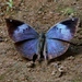 Ceylon Blue Oakleaf - Photo (c) Attila Steiner, some rights reserved (CC BY-NC), uploaded by Attila Steiner