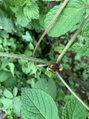 Cyphostemma hypoleucum