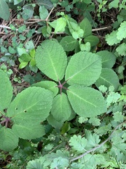 Cyphostemma hypoleucum