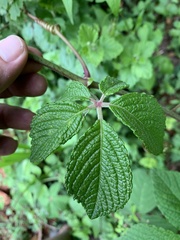 Cyphostemma hypoleucum