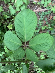 Cyphostemma hypoleucum