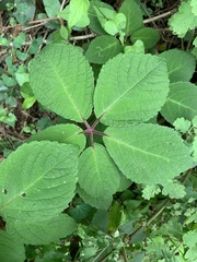 Cyphostemma hypoleucum