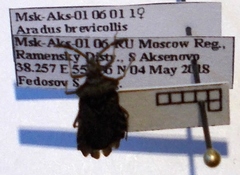 Aradus brevicollis
