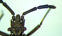 Aradus brevicollis