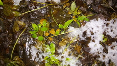 Fungi