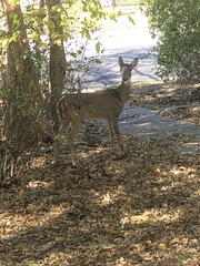 Odocoileus virginianus