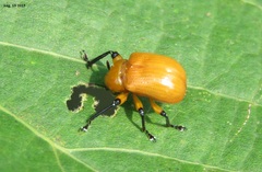 Henicolabus giganteus
