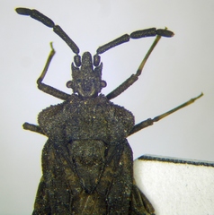 Aradus brevicollis