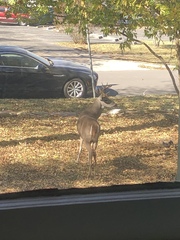 Odocoileus virginianus