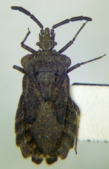 Aradus brevicollis