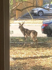 Odocoileus virginianus