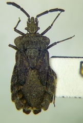 Aradus brevicollis