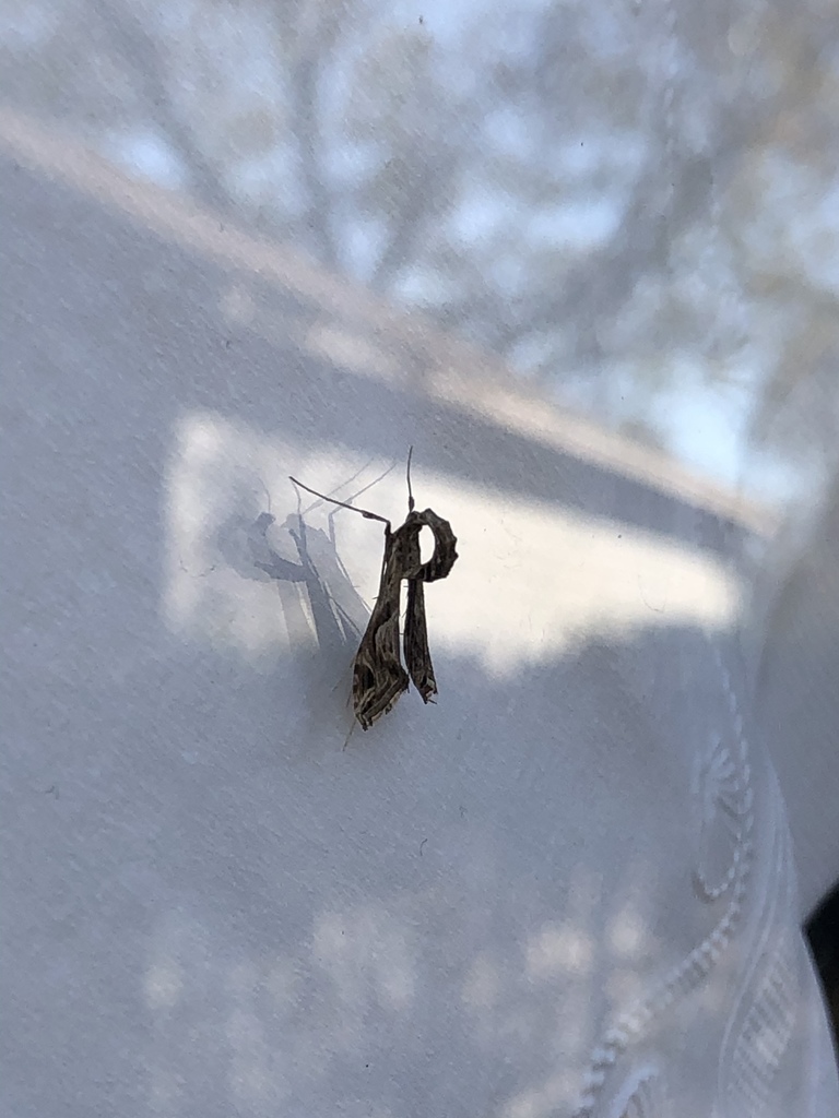 Eggplant Leafroller