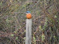 Alcedo atthis ispida