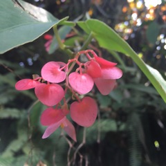 Begonia coccinea