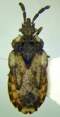 Aradus depressus